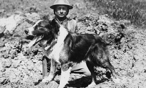 world-war-one-dogs.jpg