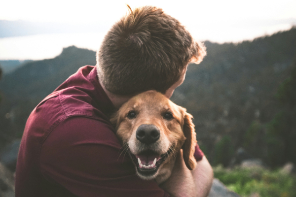 Labrador hug