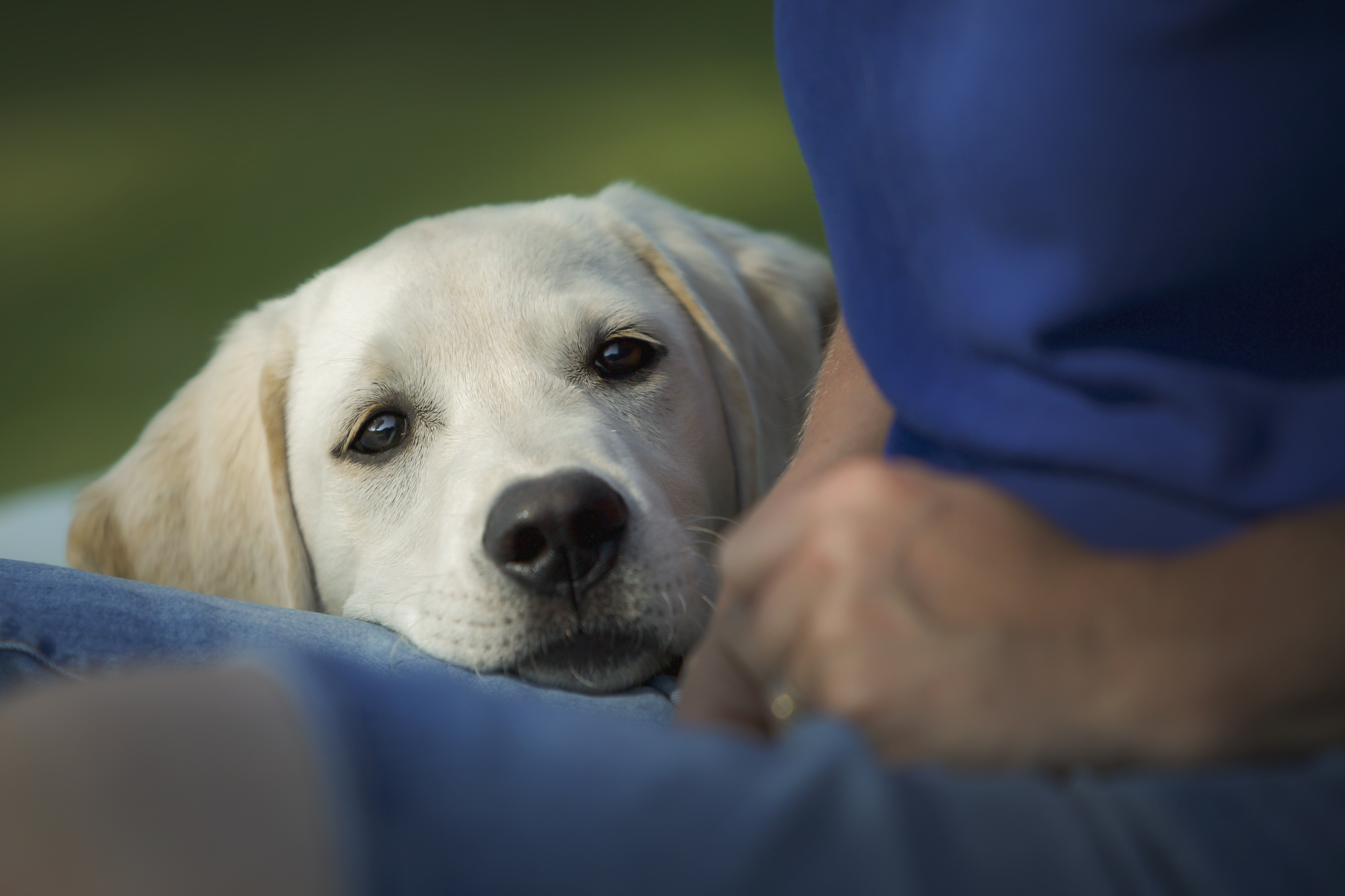 Assistance puppy in training