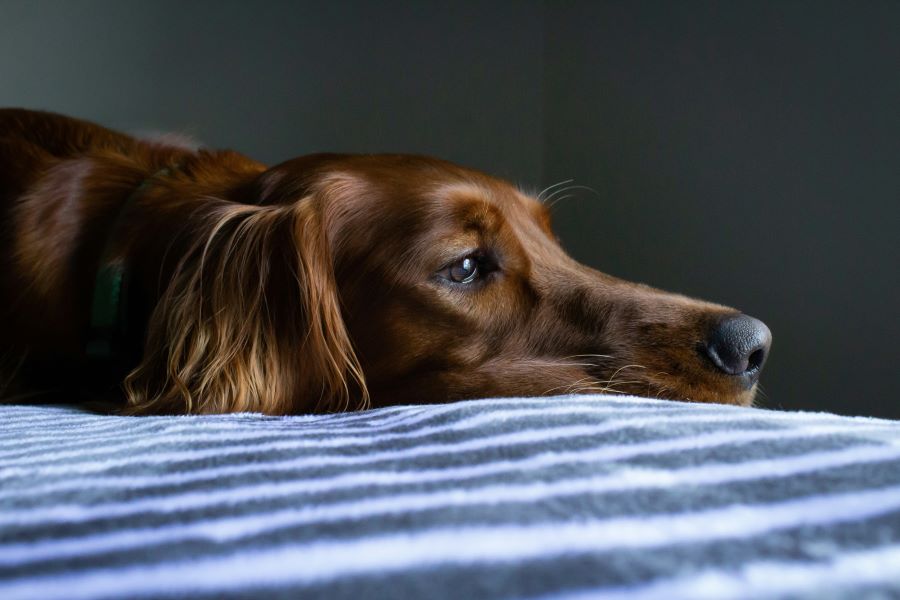 Dog resting on bed